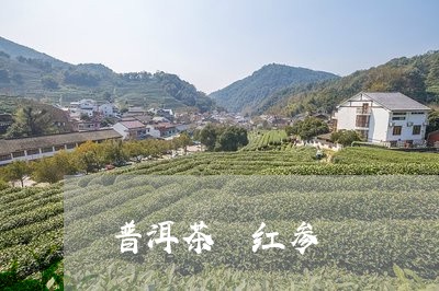 普洱茶 红参/2023042870553